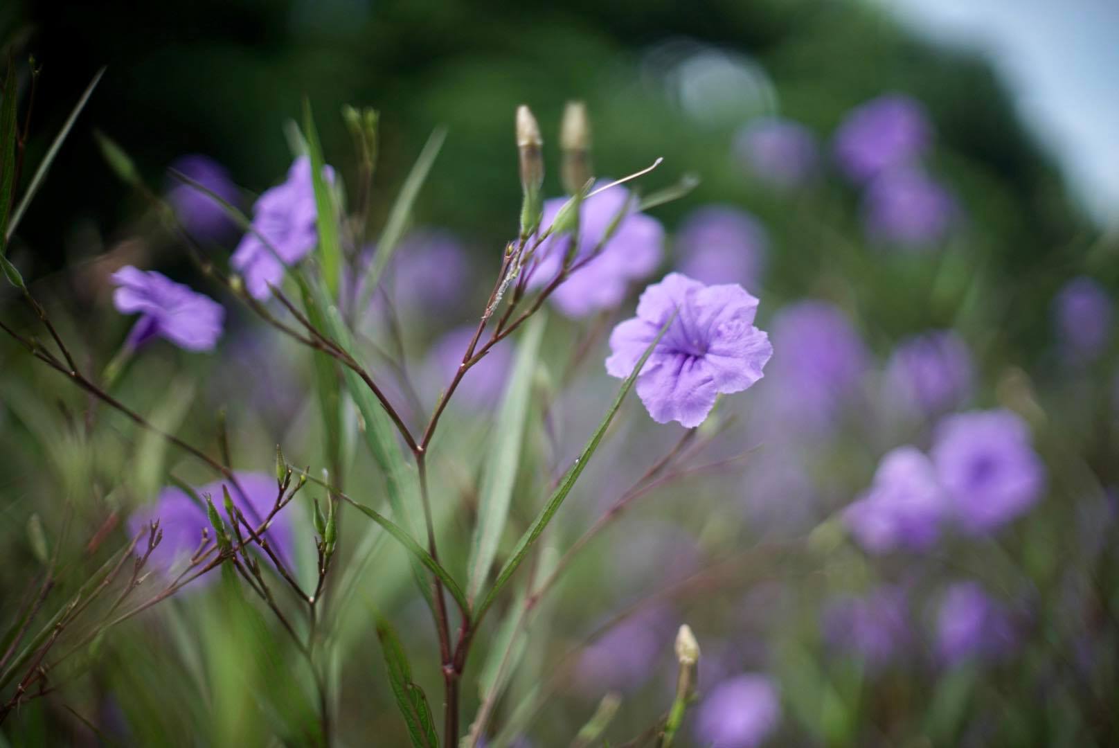 CANON LENS FL 50MM.F1.4 FL MOUNT