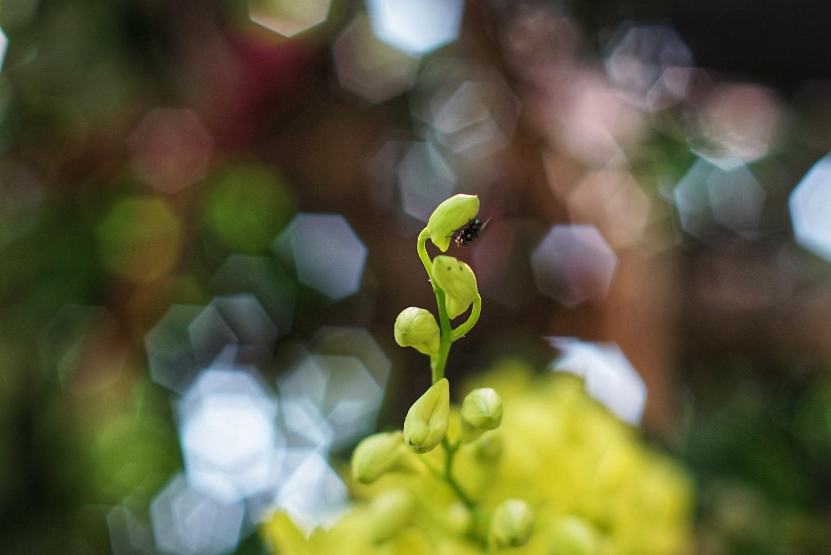 NIKON NIKKOR 55MM.F1.2 NIKON NON AI MOUNT (บากท้ายแล้ว)