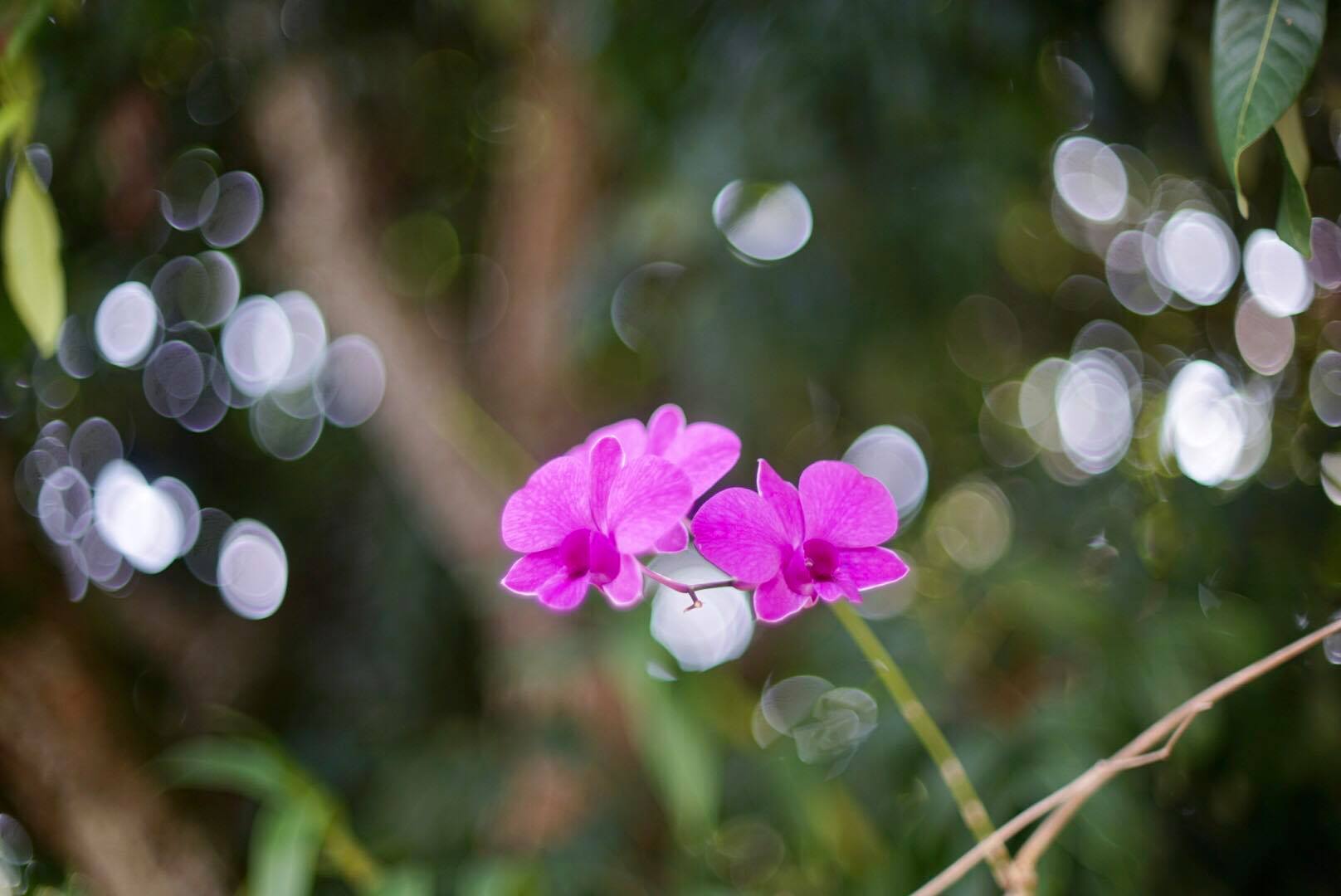 NIKKOR-S AUTO 50MM. F1.4 NIKON NON AI MOUNT