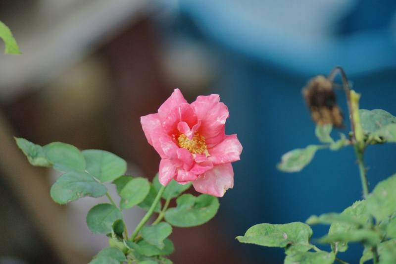TAMRON AF 70-300MM.F4-5.6 A MOUNT