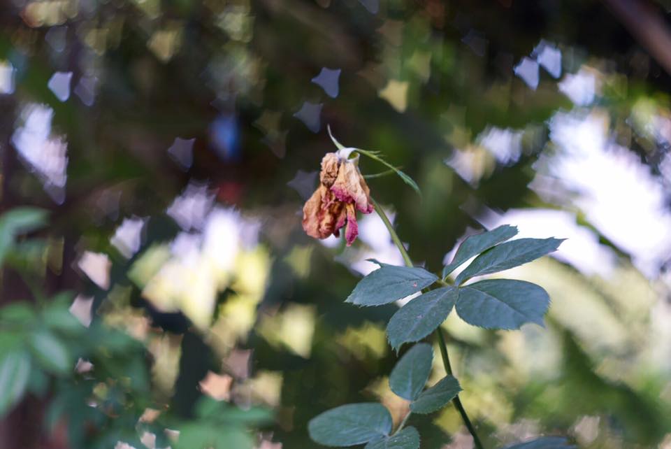 YASHICA COLOR-YASHINON DX 35 MM. F1.8