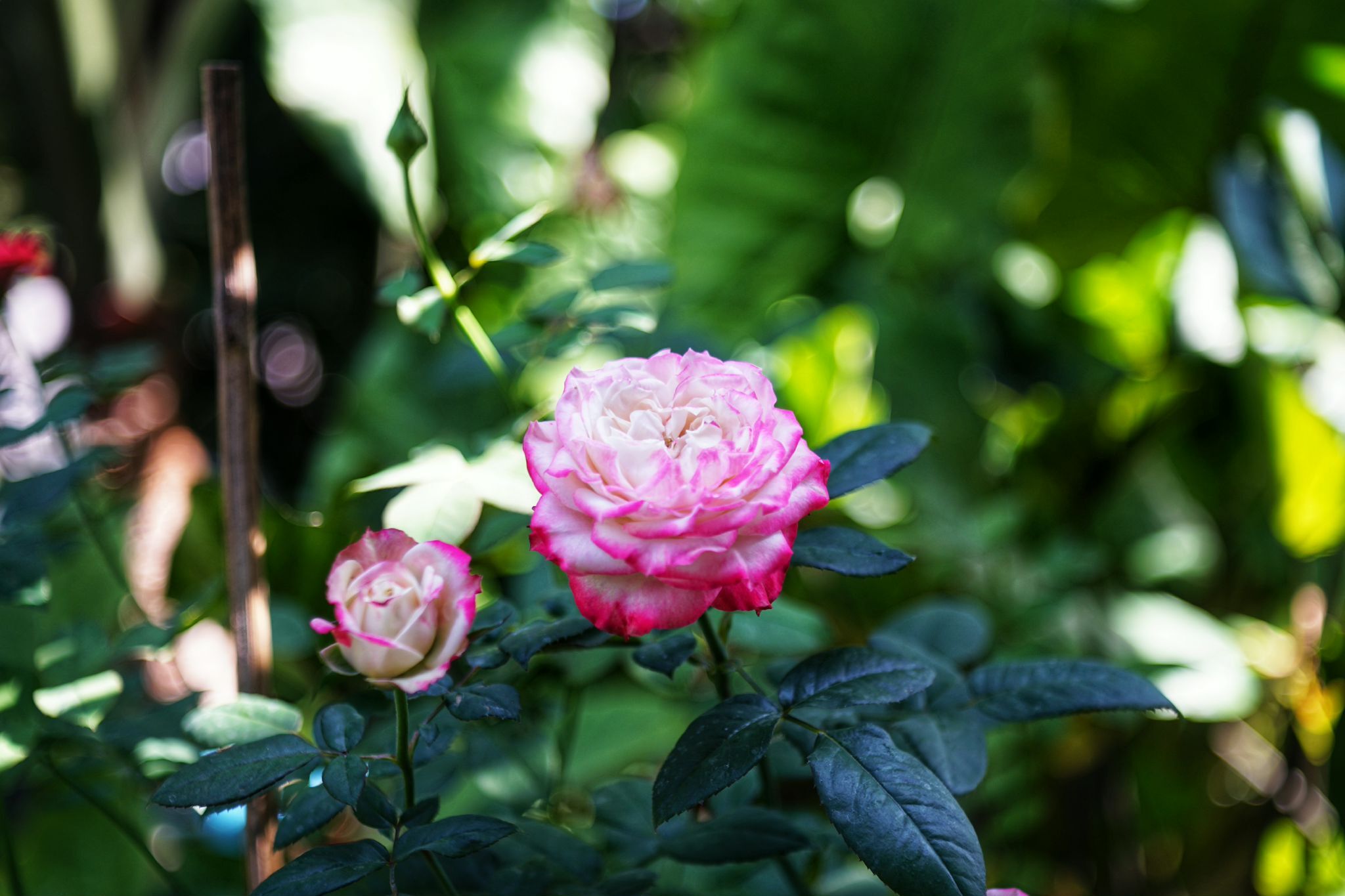 CARL ZEISS JENA DDR TESSAR 50MM.F2.8 M42 MOUNT