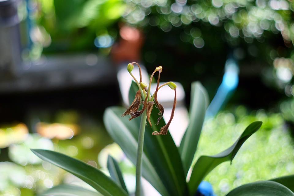 SUPER-TAKUMAR 55MM.F2