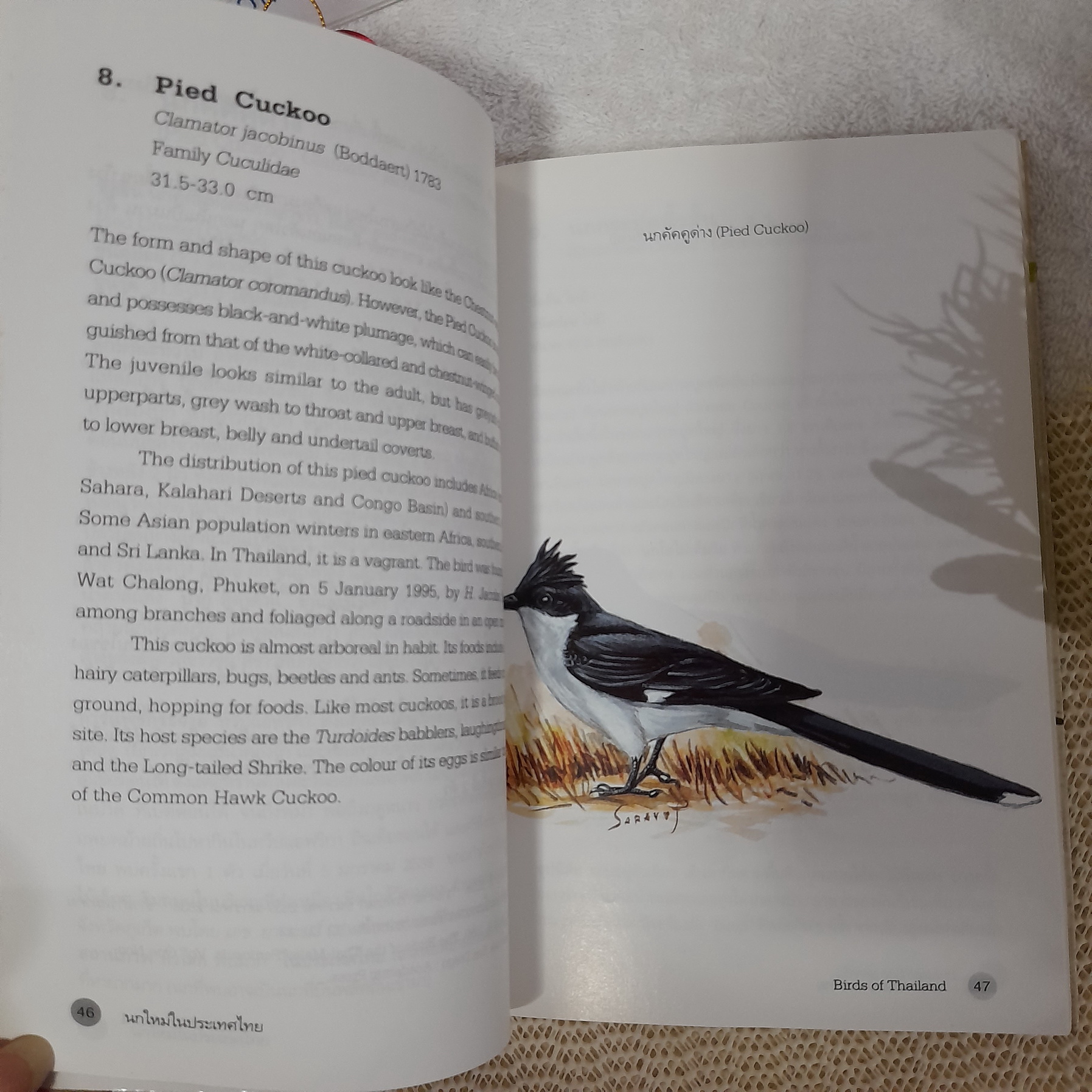 นกใหม่ในประเทศไทย / สุธี ศุภรัฐวิกร