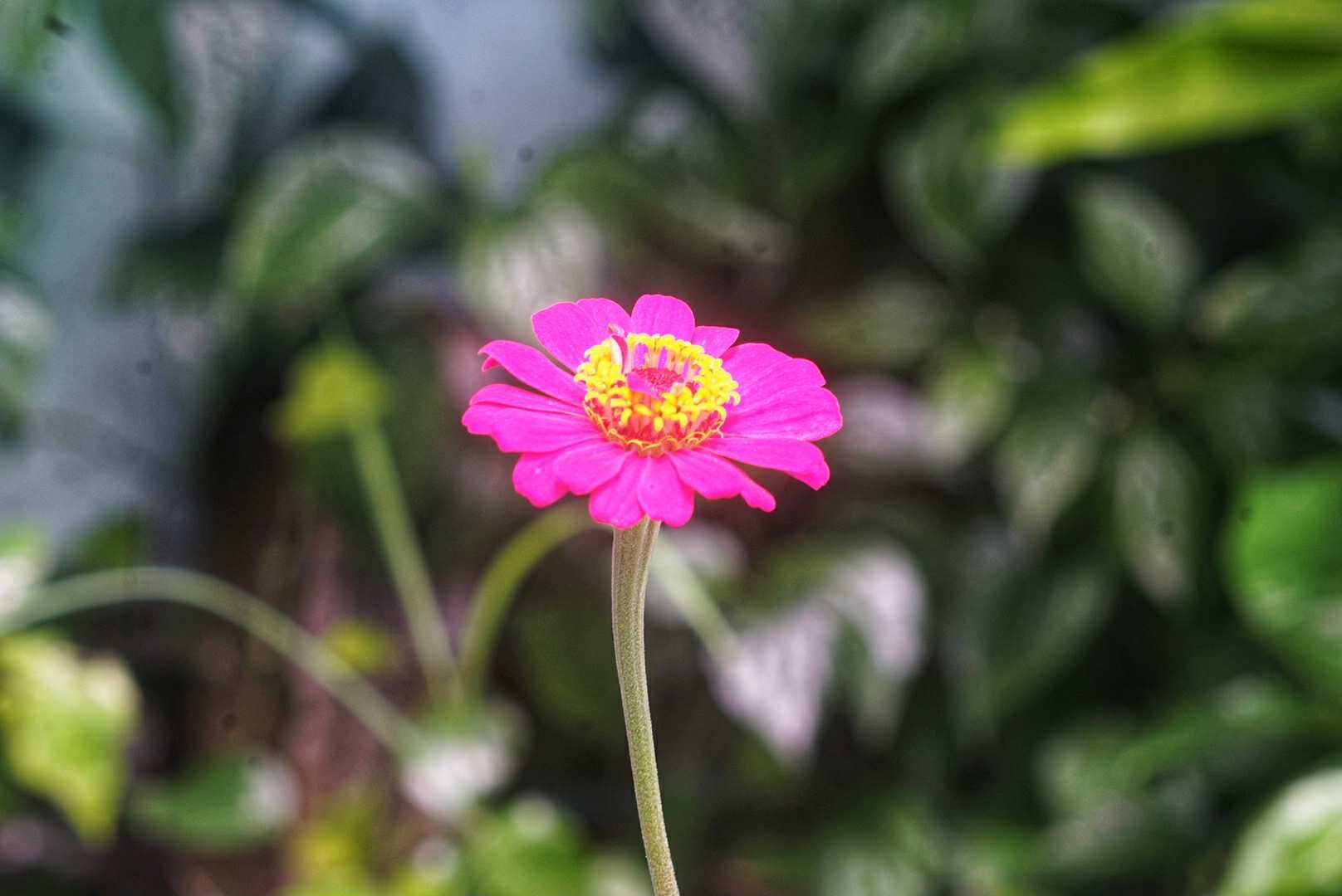 ERNST LEITZ GMBH WETZLAR ELMAR 90MM.F4