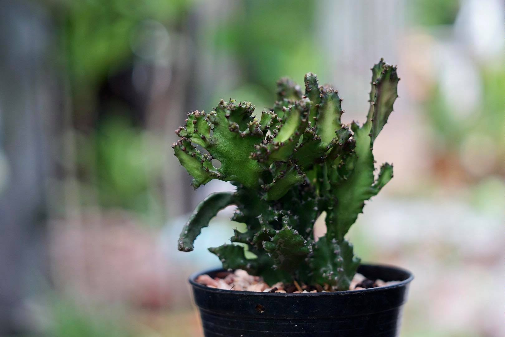 NIKON EL 50MM.F2.8 FOR SONY E MOUNT