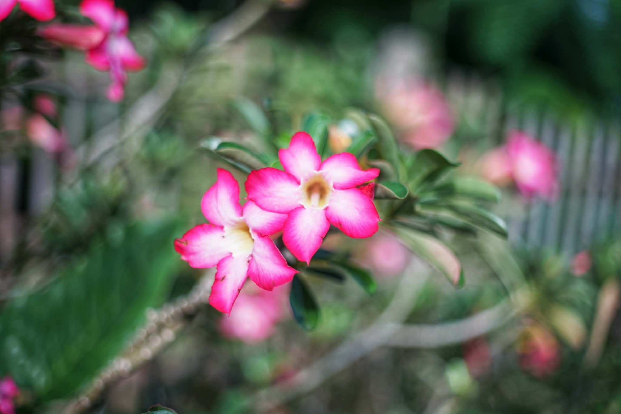 CANON LENS EX 50MM.F1.8 MODIFIED M39 MOUNT