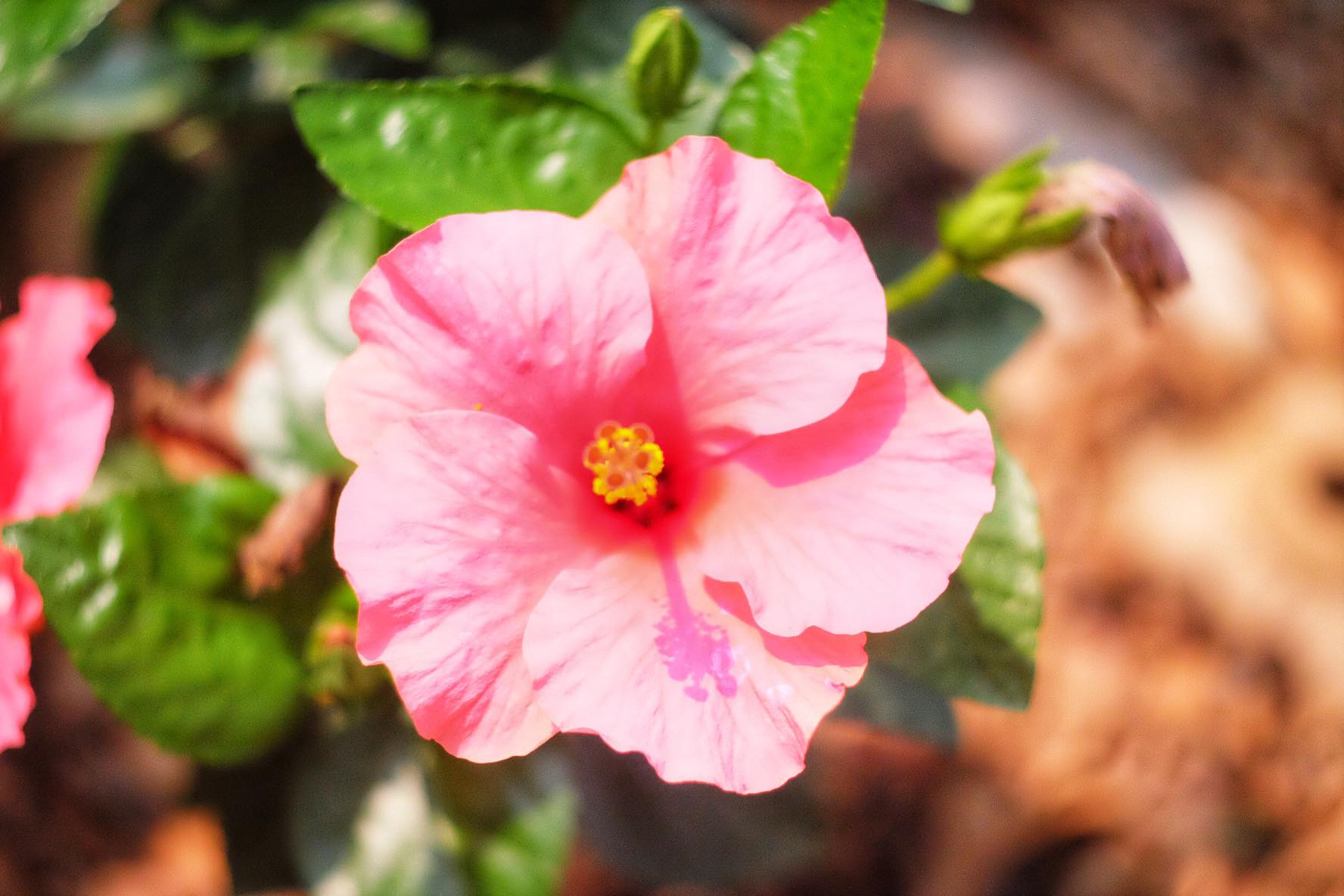 CANON SUPER-CANOMATIC LENS R 50MM.F1.8 FL MOUNT