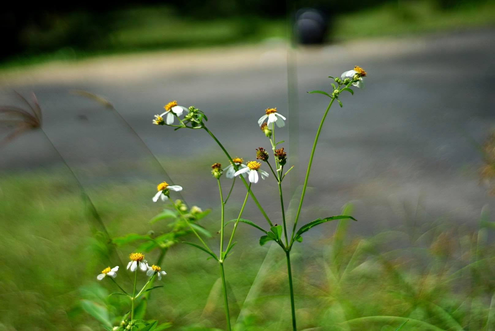 AUTO-TAKUMAR 55MM.F2 M42 MOUNT