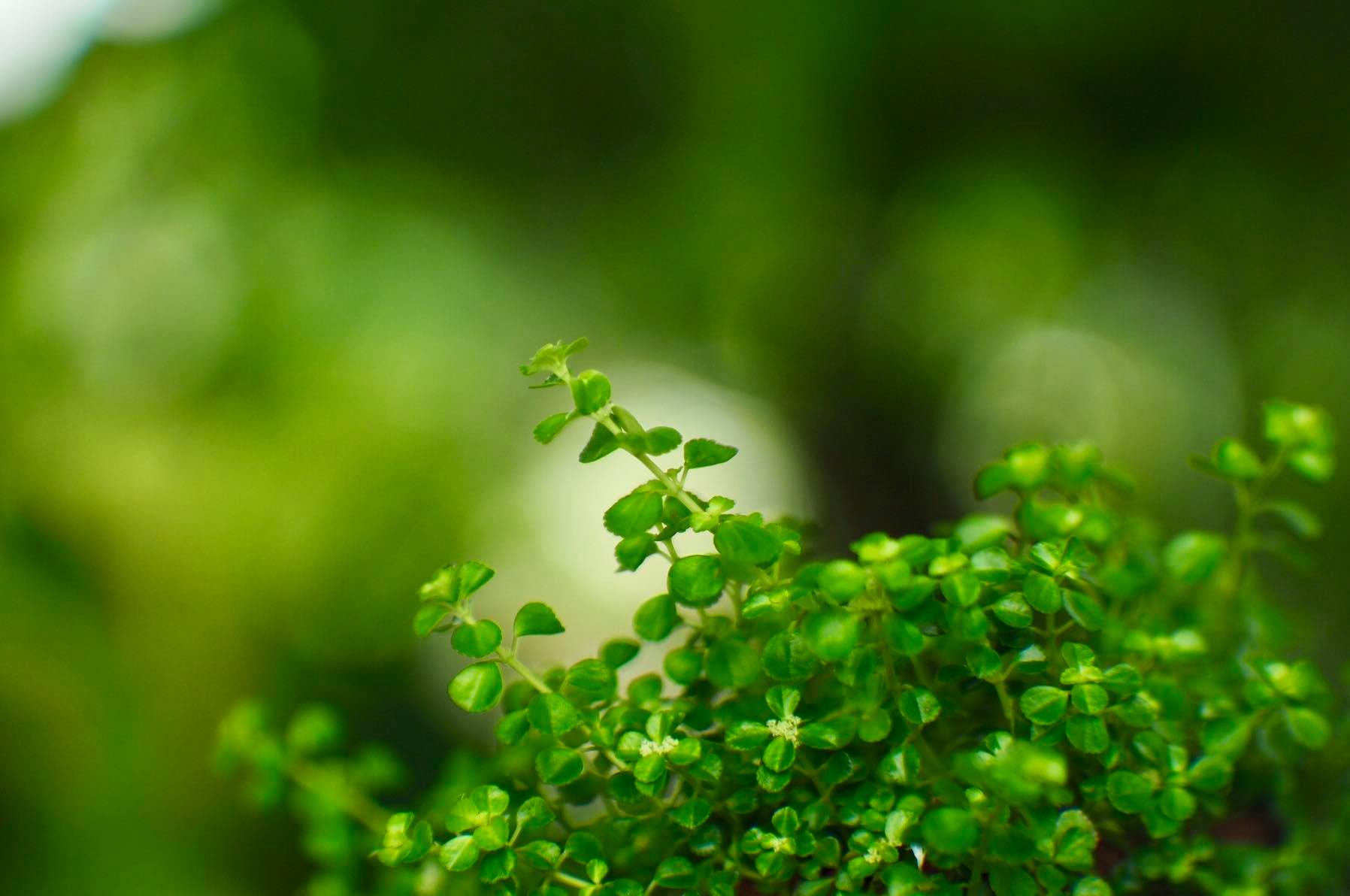 16KP-50MM.F1.2 MODIFY M4/3 MOUNT