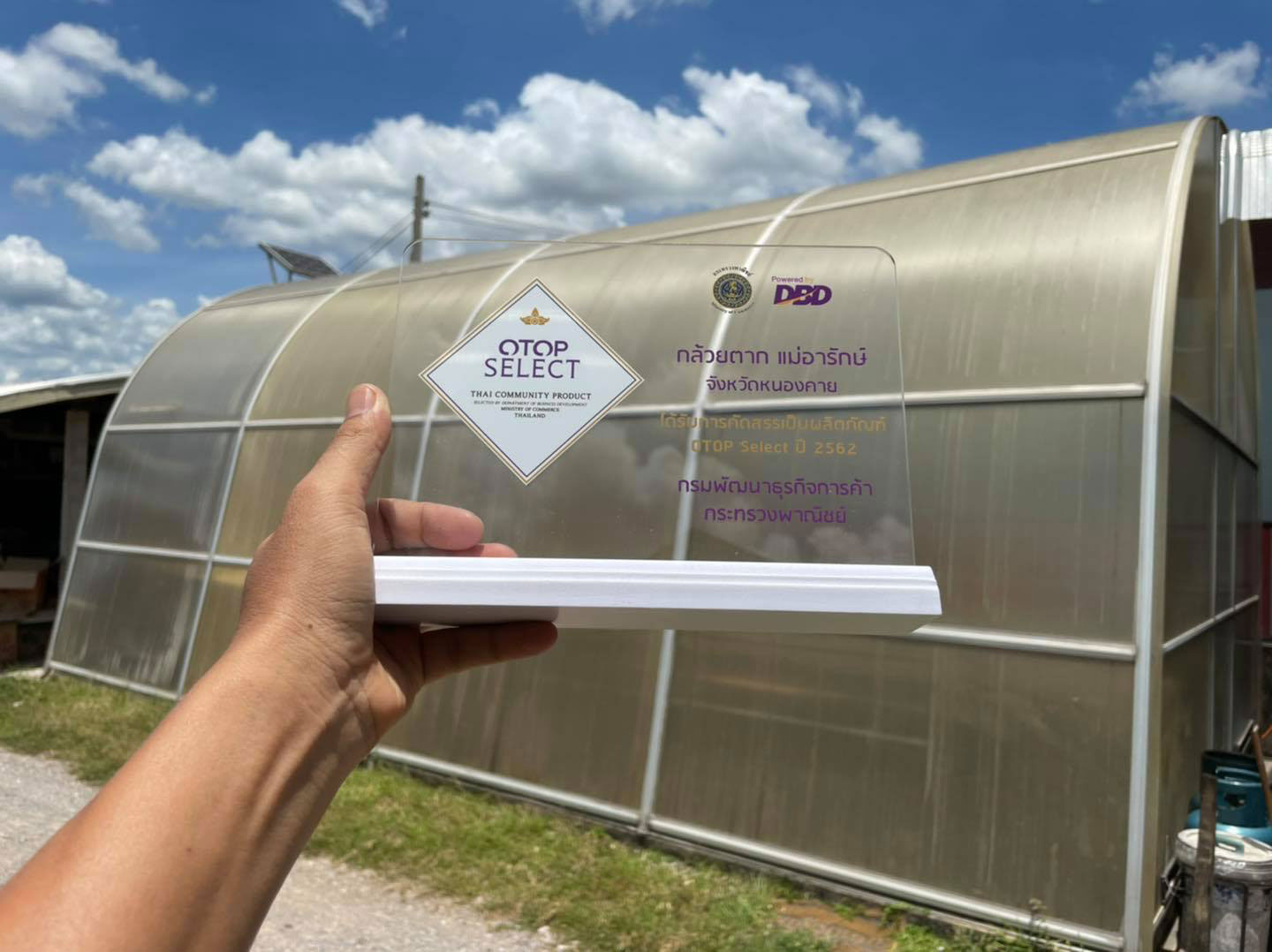 กล้วยตาก(กล้วยน้ำว้า) 1/2 kg.