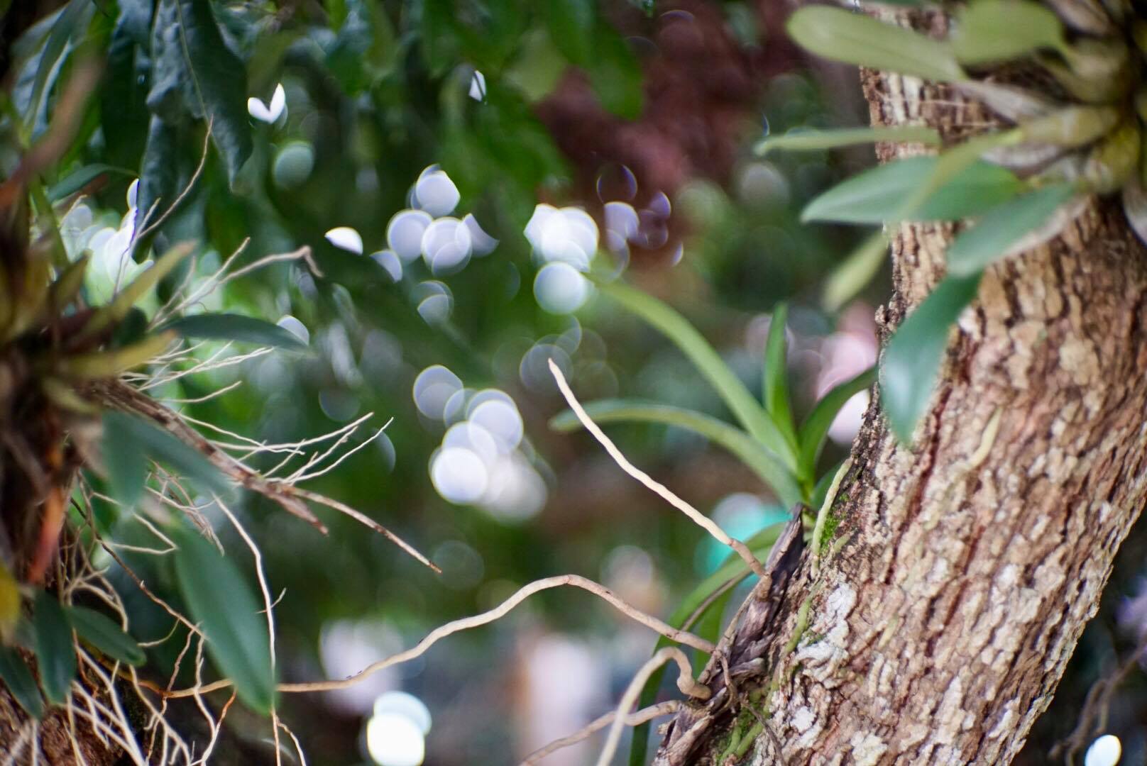 CANON LENS 50MM.F1.4 LTM