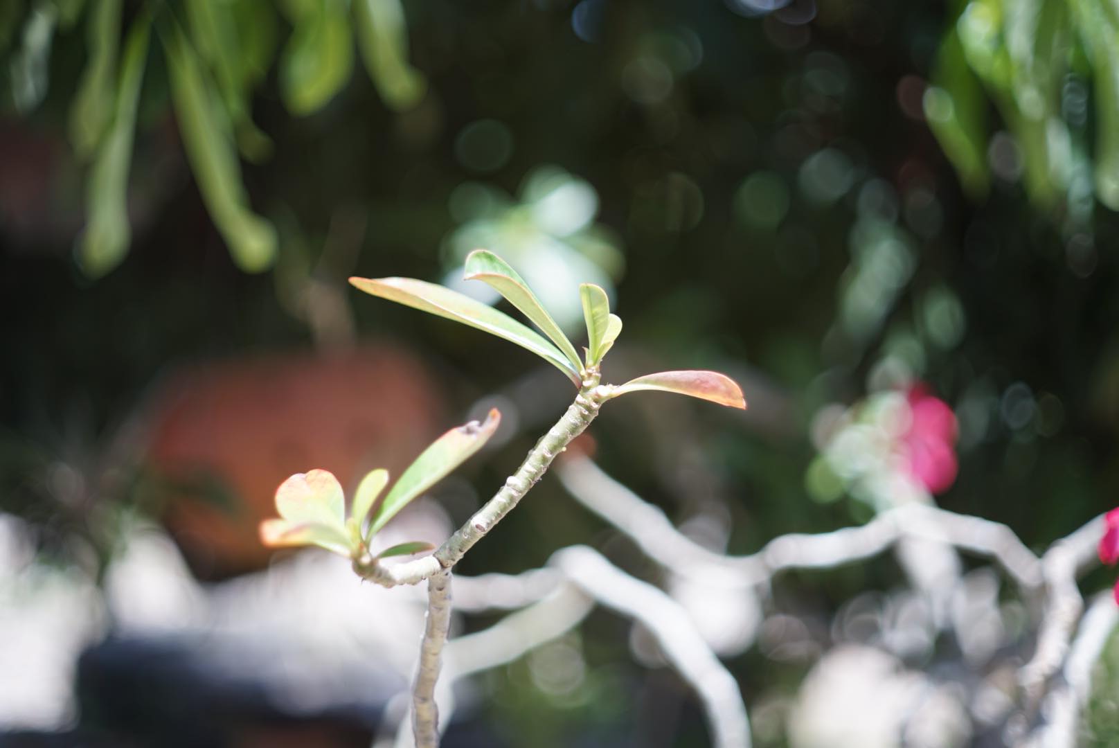 KONISHIROKU HEXANON 52MM.F1.8 KONICA M39 MOUNT