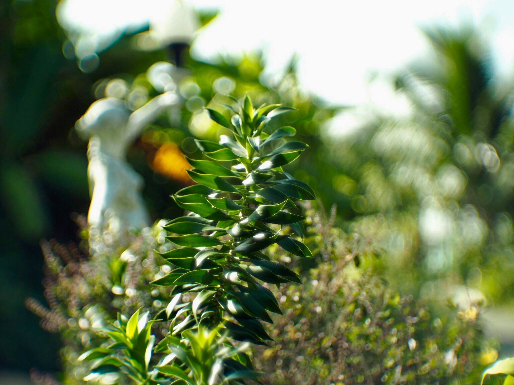 16KP-50MM.F1.2 MODIFLY M4/3 MOUNT