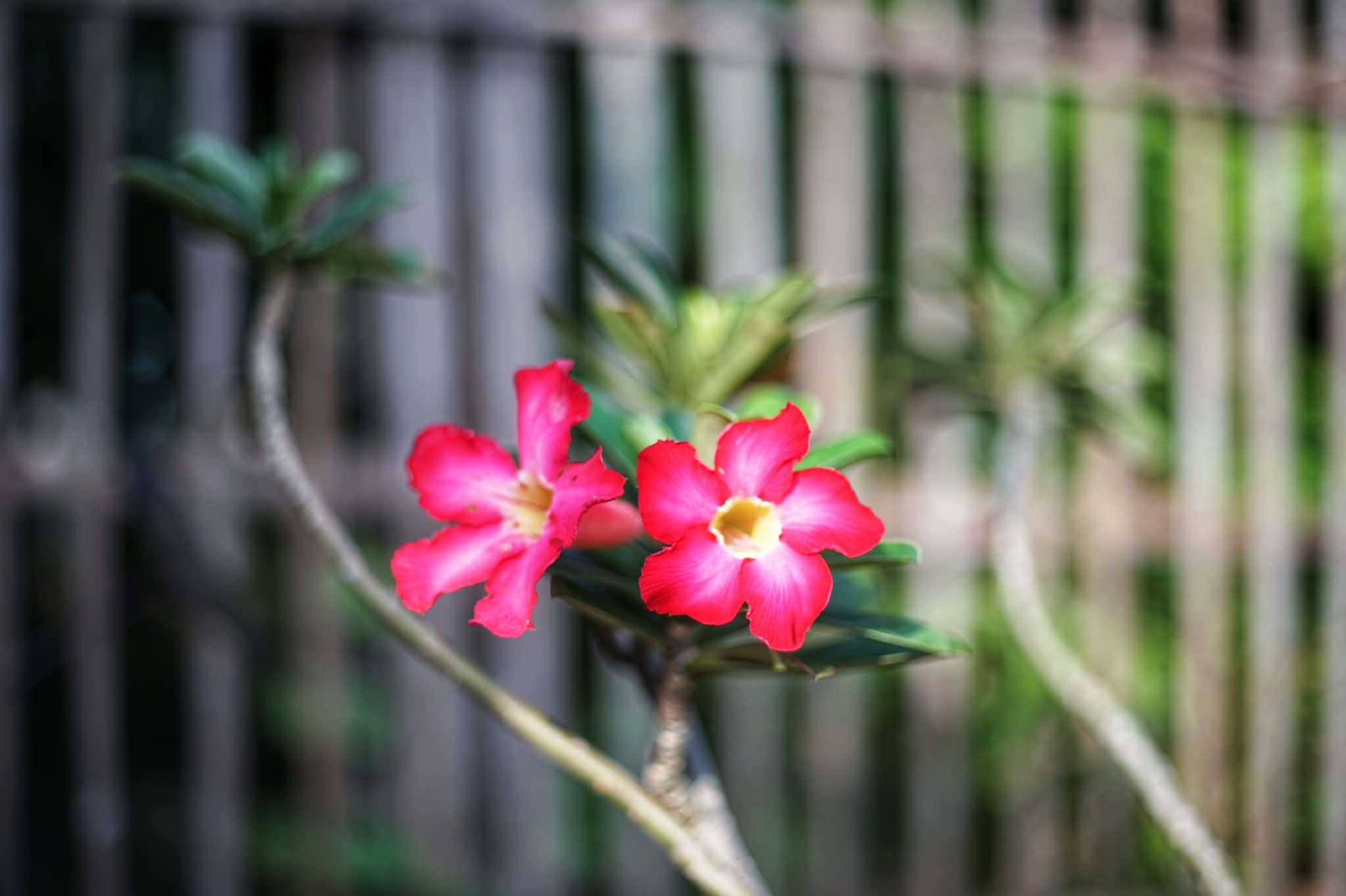 CANON LENS EX 50MM.F1.8 MODIFIED M39 MOUNT