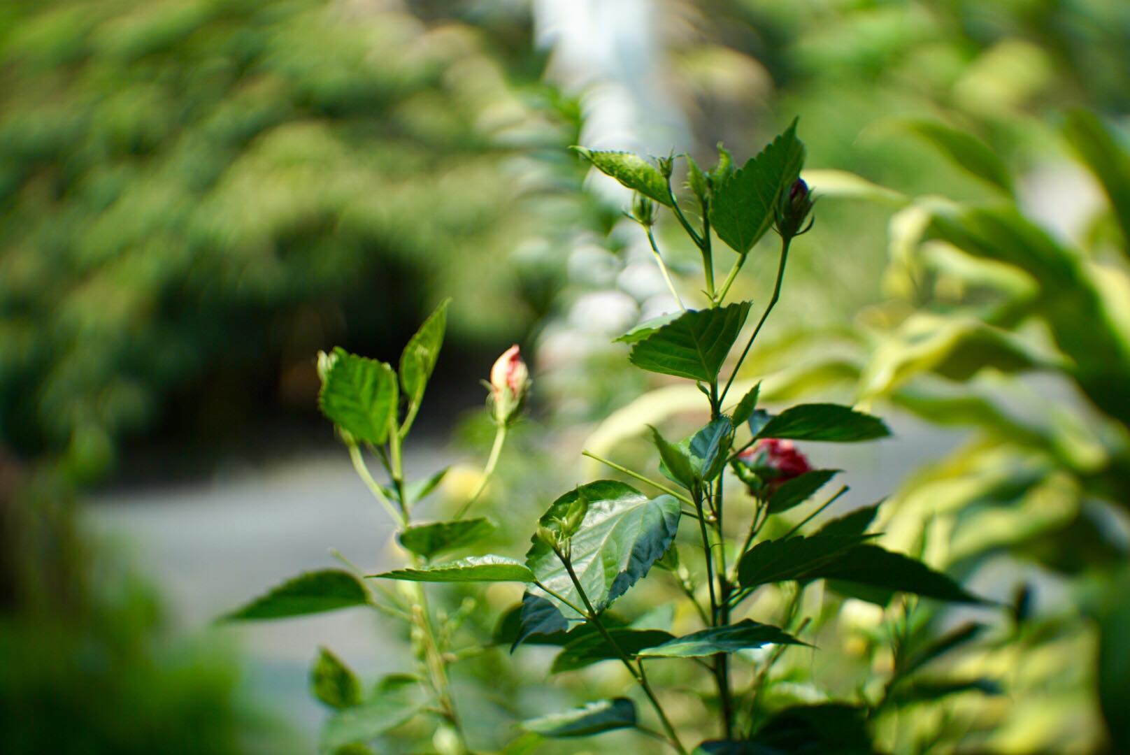 KP-109-1A 50MM.F1.2 MODIFLY E MOUNT