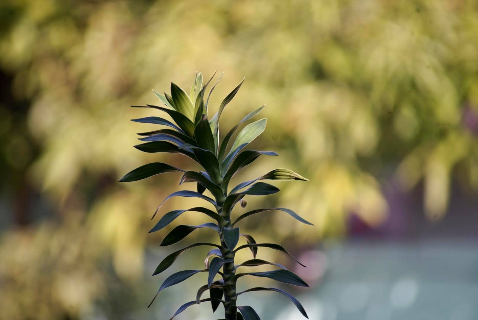 MINOLTA AF ZOOM 75-300MM.F4.5(32)-5.6(D) MA MOUNT