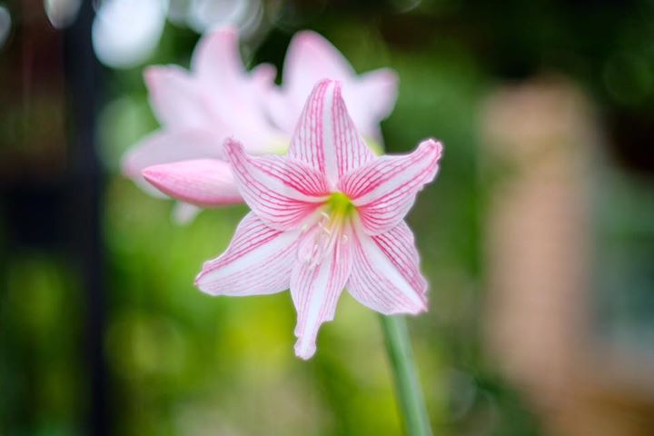 NIKON NIKKOR 50MM.F1.4 NON Ai MOUNT