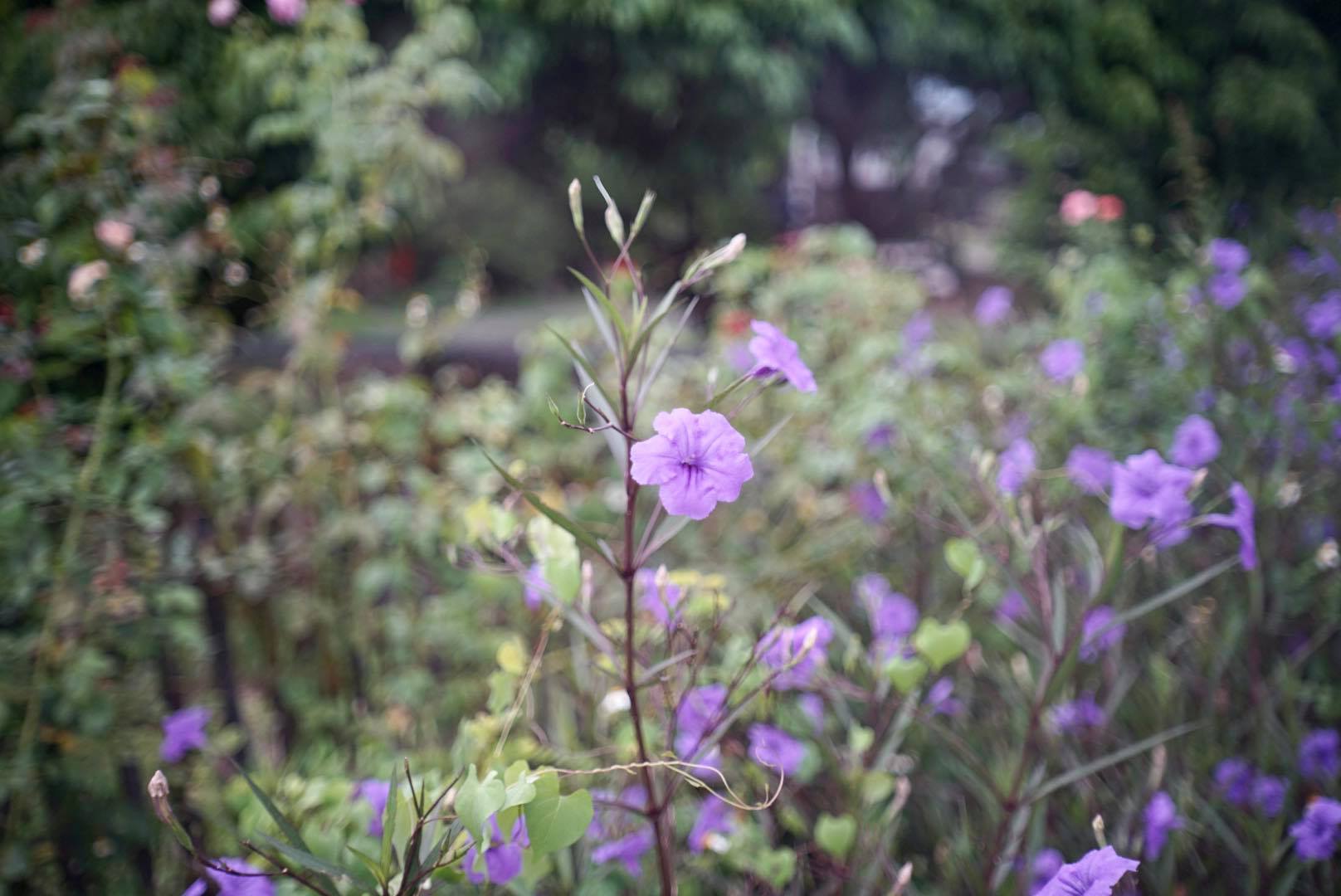 YASHICA YASHINON-DX 45MM.F2.8 MODIFIED SONY E MOUNT