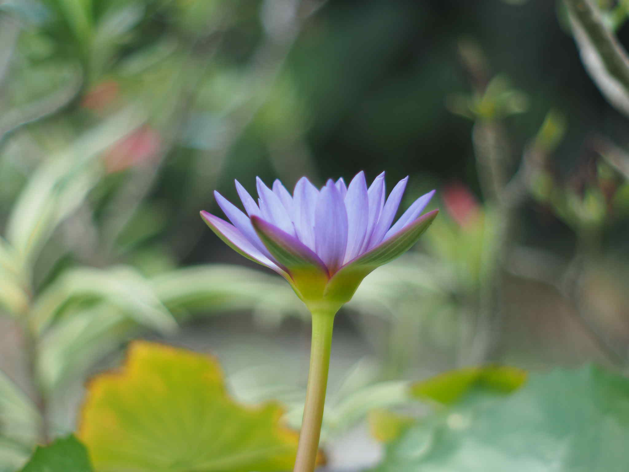 SMC PENTAX-M 50MM.F2 PK MOUNT