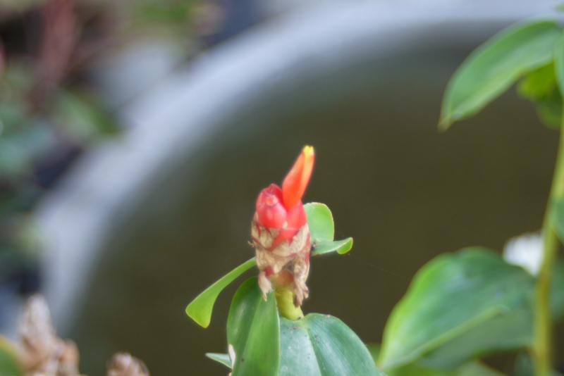 TOKINA AF 28-70MM.F2.8-4.5 NIKON / AIS MOUNT