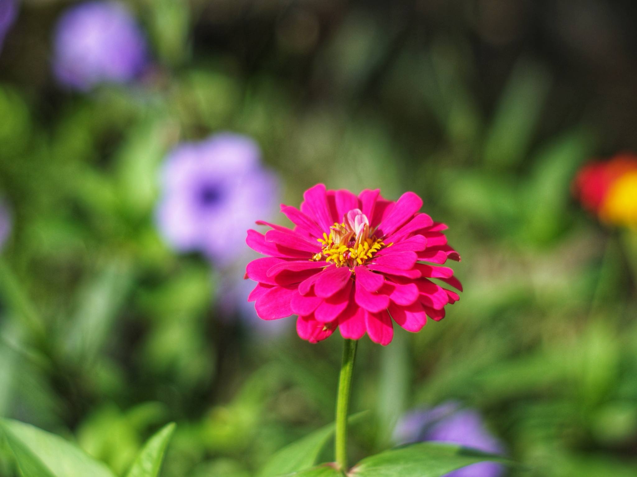 MINOLTA MC ROKKOR-PF 55MM.F1.7 MD MOUNT