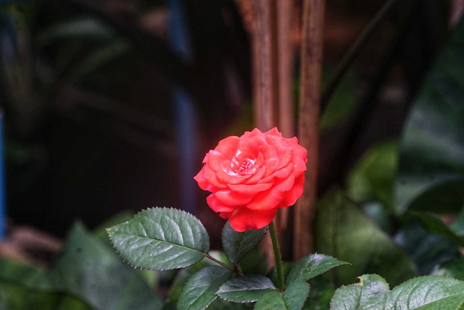 ERNST LEITZ GMBH WETZLAR ELMAR 90MM.F4