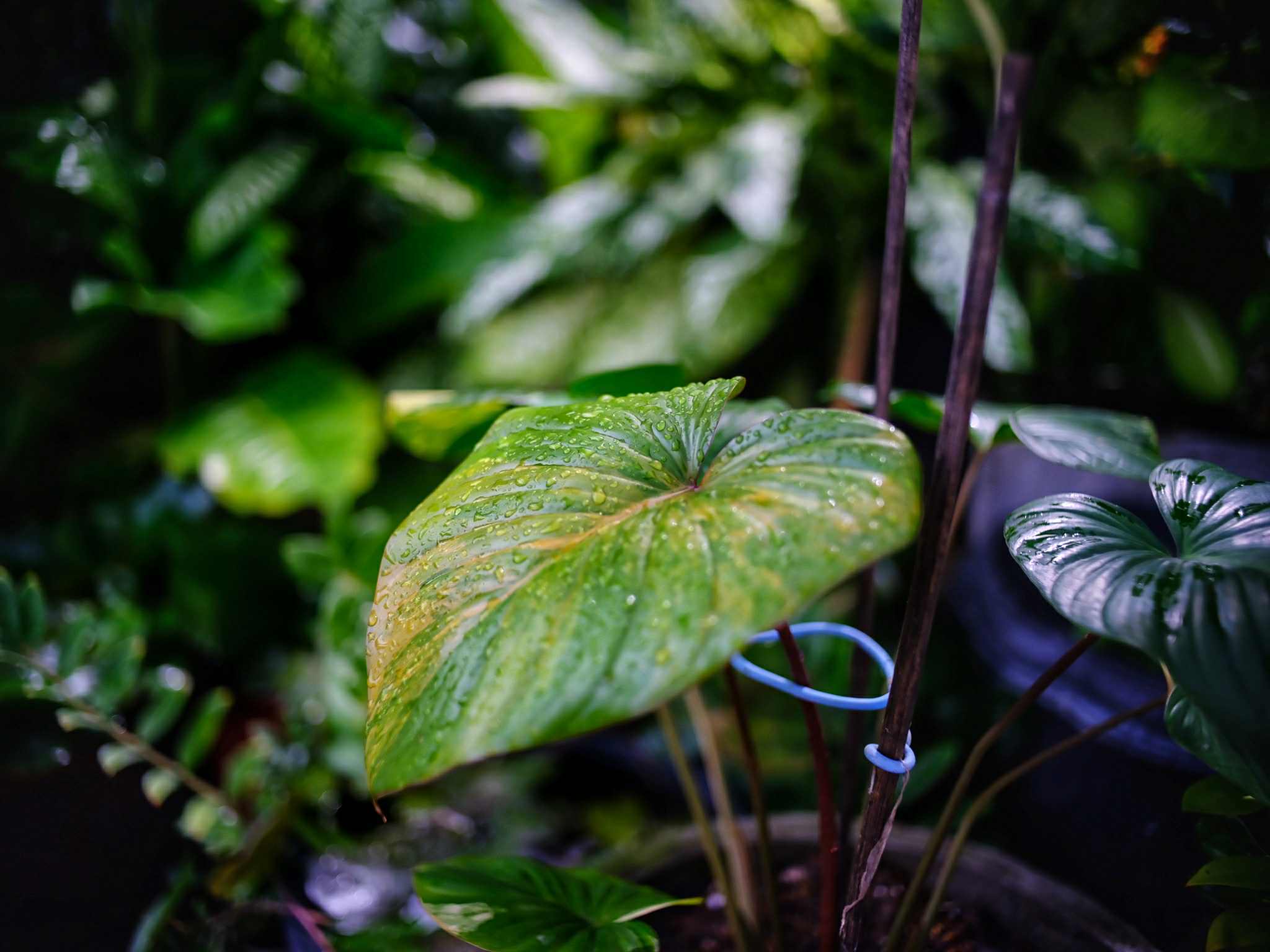 NIKON LENS SERIES E 35MM.F2.5 NIKON AIS MOUNT