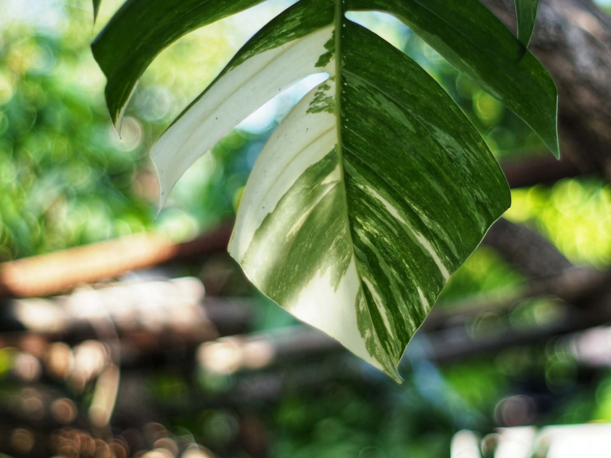 MINOLTA MD 50MM.F1.7 MD MOUNT