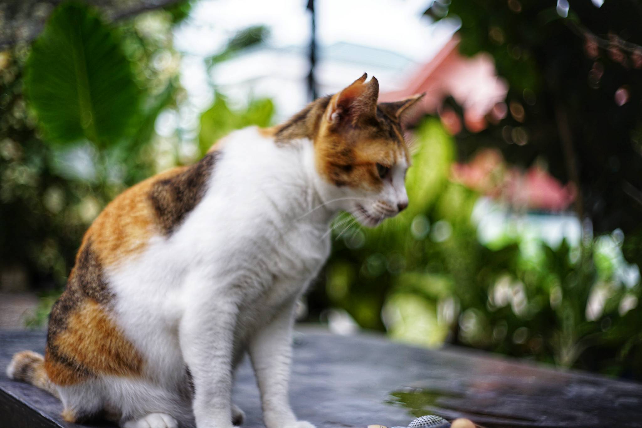 YASHICA YASHINON-DX 32MM.F1.7 MODIFIED SONY E MOUNT