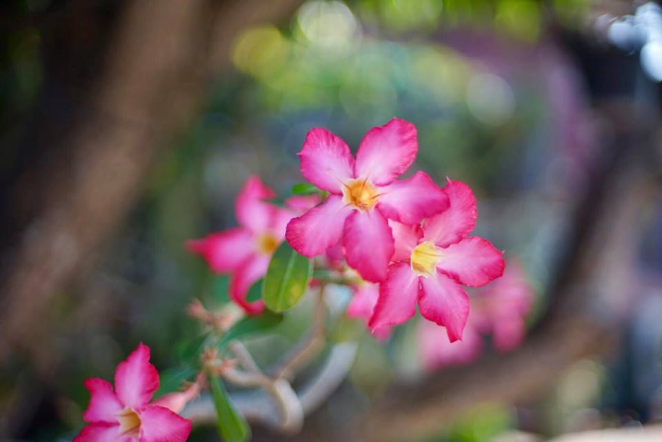 NIKON NIKKOR 50MM.F1.4 AIS MOUNT