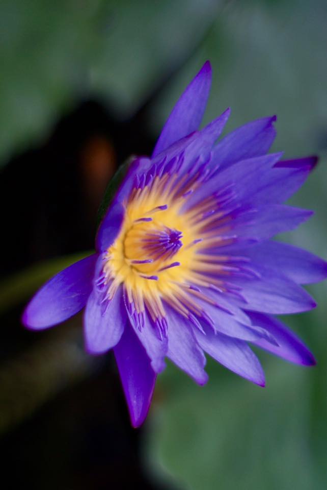 Super Takumar 55mm. F1.8 M42 mount