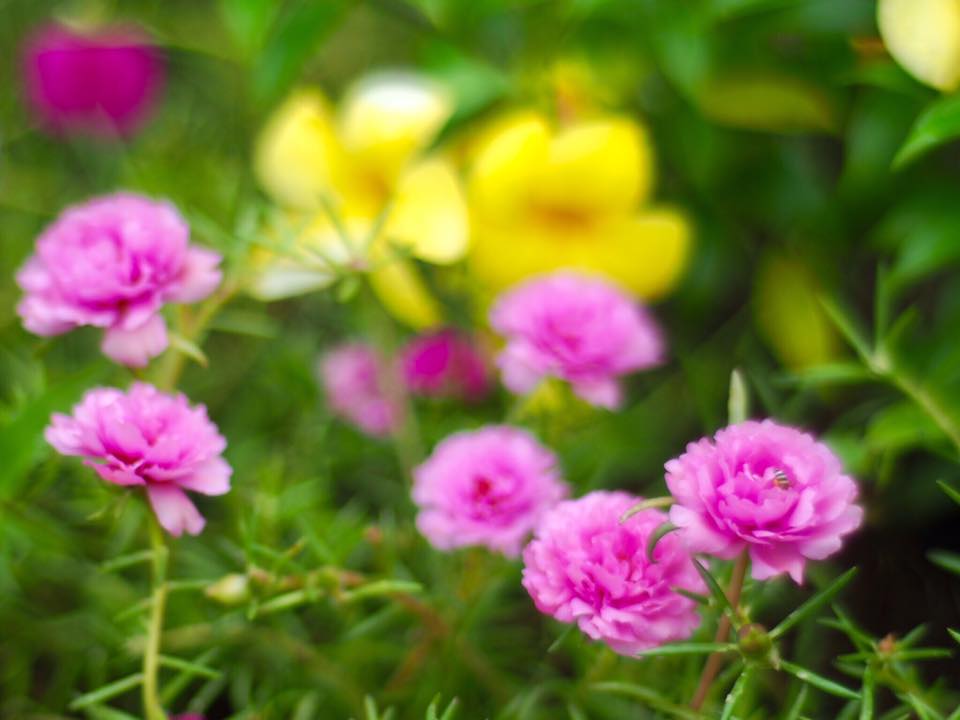 OLYMPUS OM-SYSTEM G-ZUIKO AUTO-S 50MM.F1.4 OM MOUNT