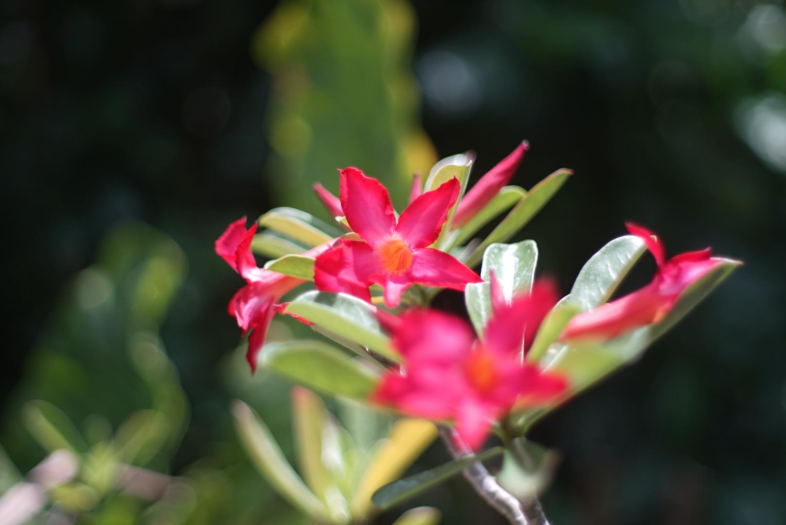 SMC PENTAX-M 50MM.F1.4 PK MOUNT