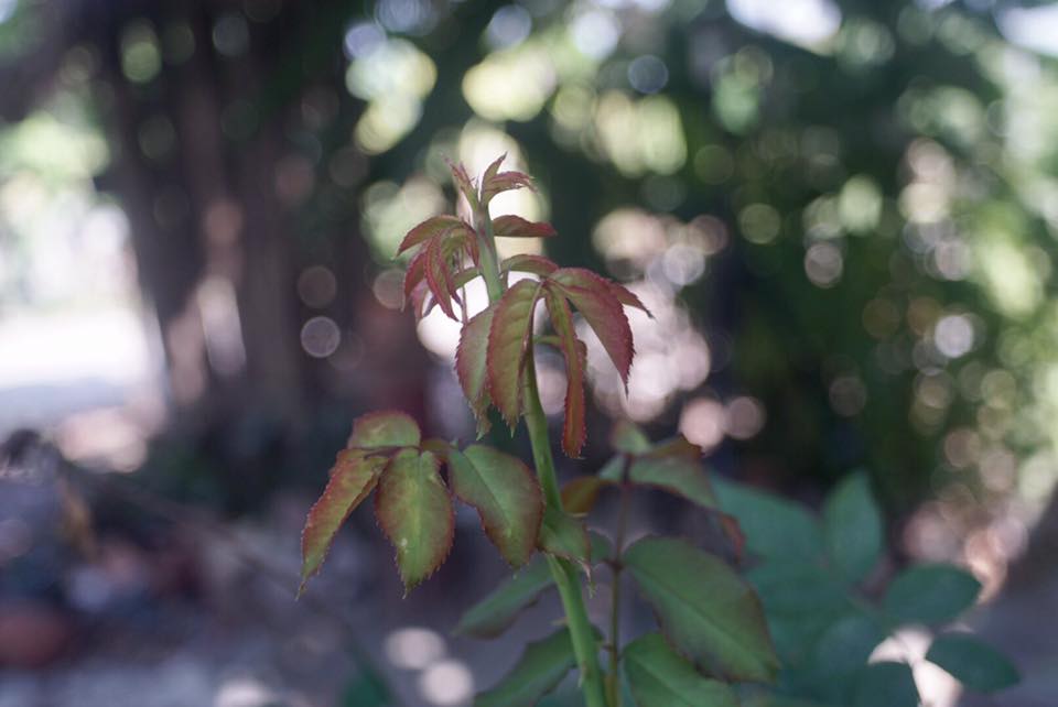 KONICA HEXANON AR 28MM. F3.5 AR MOUNT