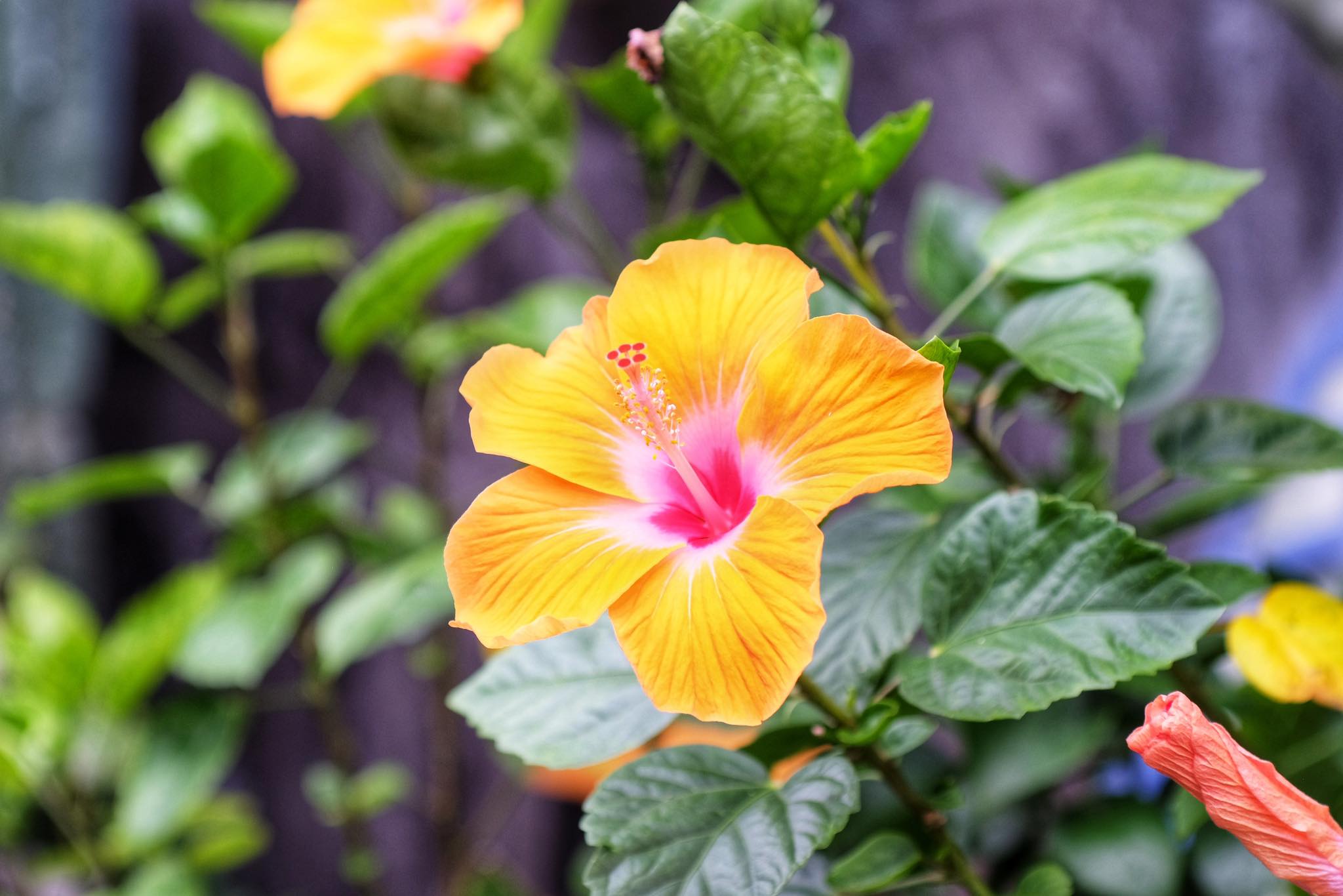 CANON LENS FD 50MM.F1.8 S.C FD MOUNT