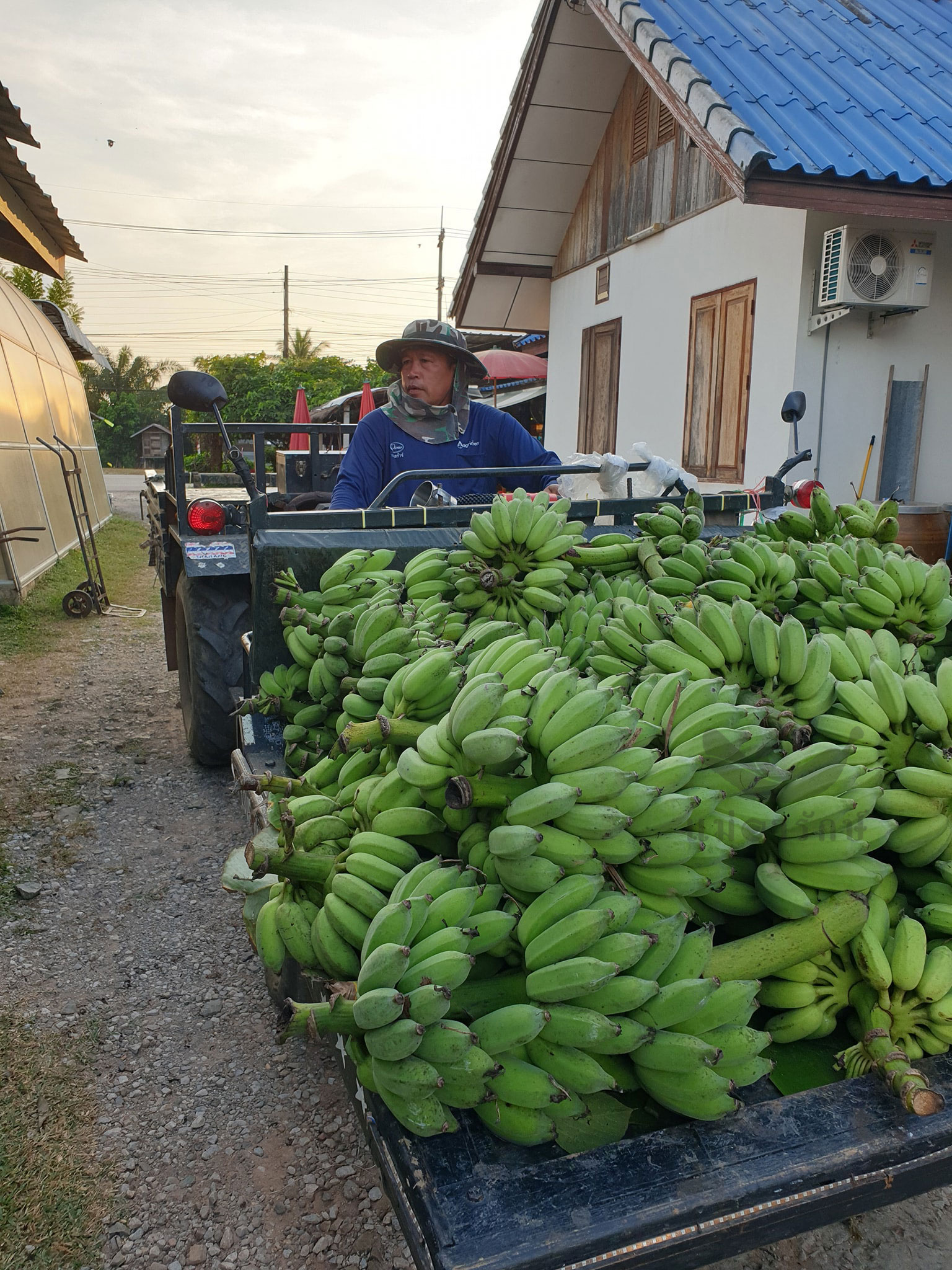 กล้วยฉาบหวาน (ดั้งเดิม) 230g.