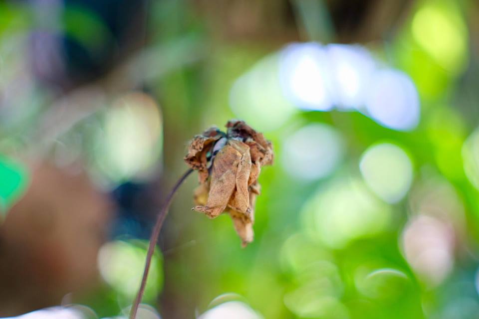 SMC PENTAX-M 50MM.F2 PK MOUNT