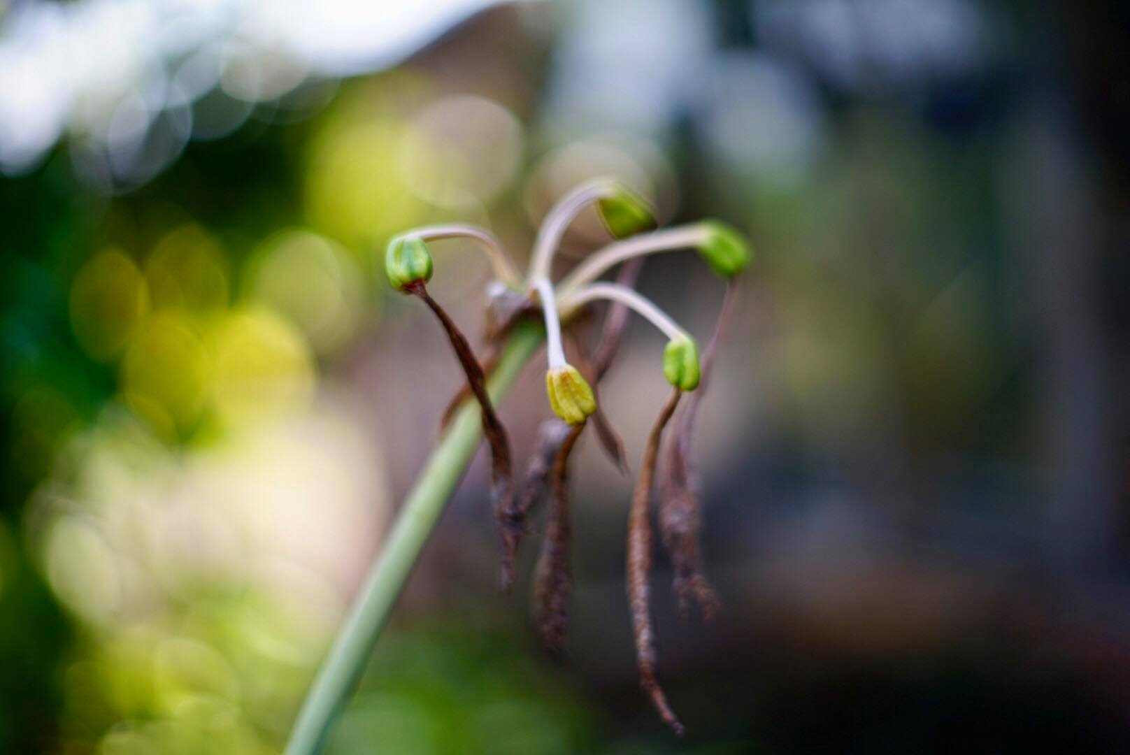 MINOLTA MD 50MM.F1.4 MD MOUNT