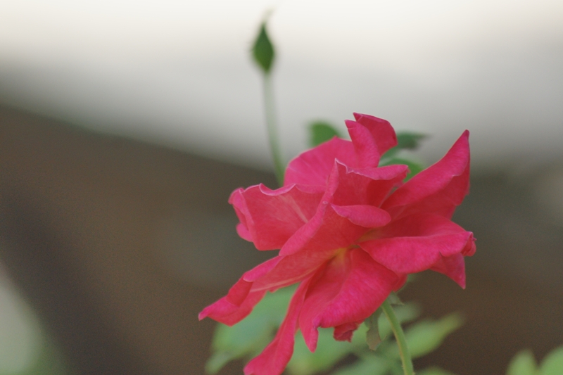 SIGMA ZOOM AF 75-300MM.F4.5-5.6 A MOUNT