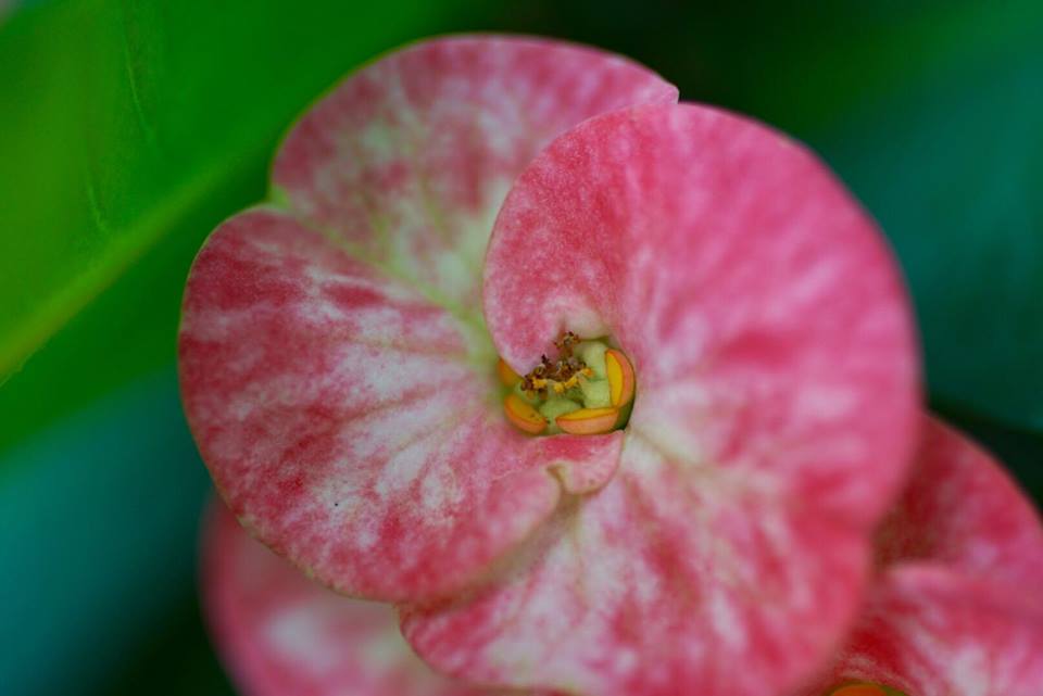 CANON COMPACT-MACRO LENS EF 50MM.F2.5