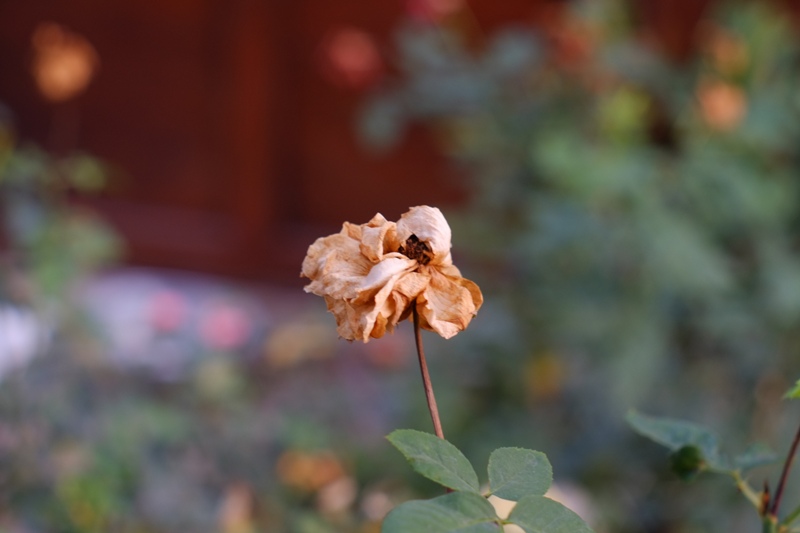 SMC-PENTAX-M 50MM.F2