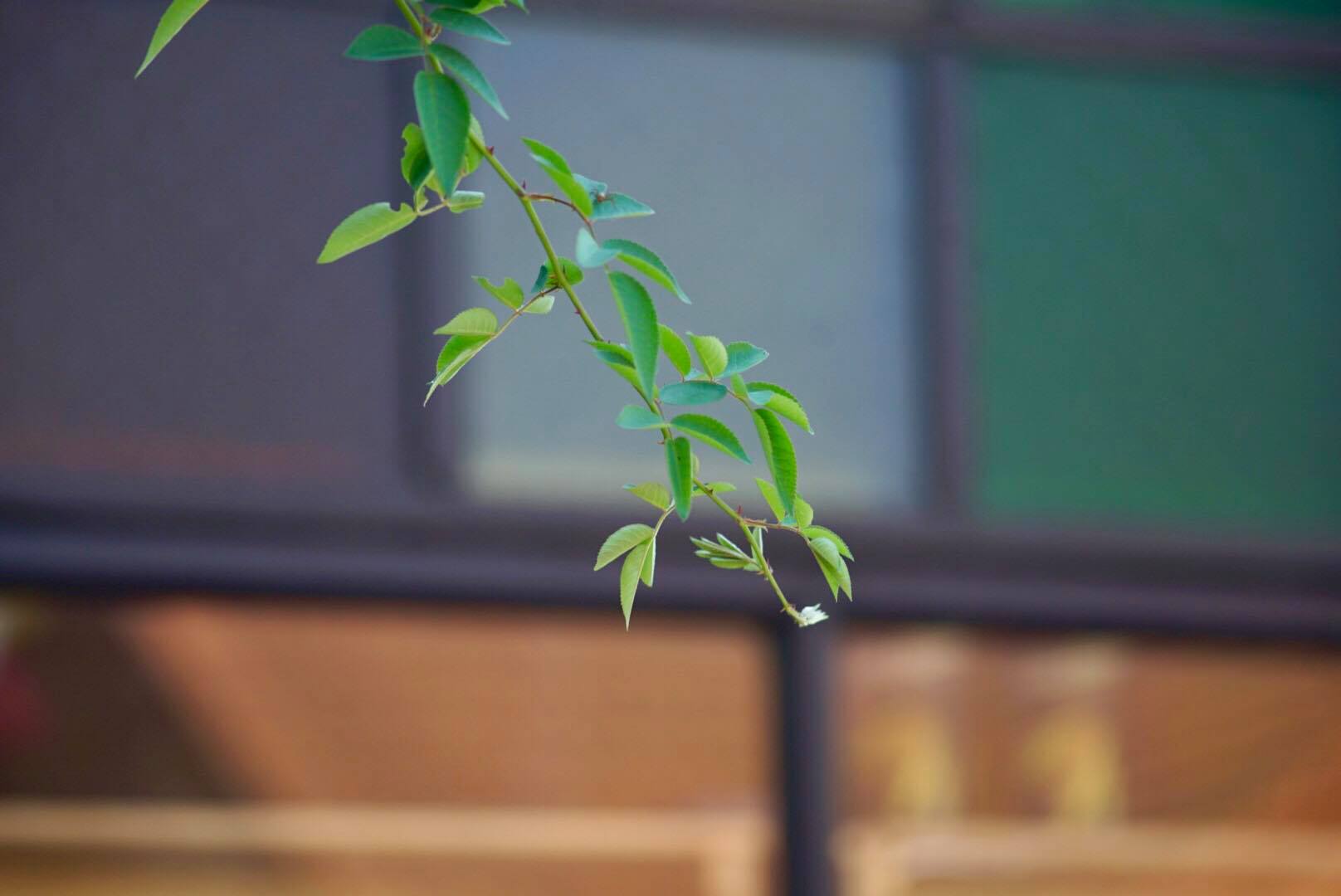 CANON LENS FD 200MM.F4 S.S.C FD MOUNT