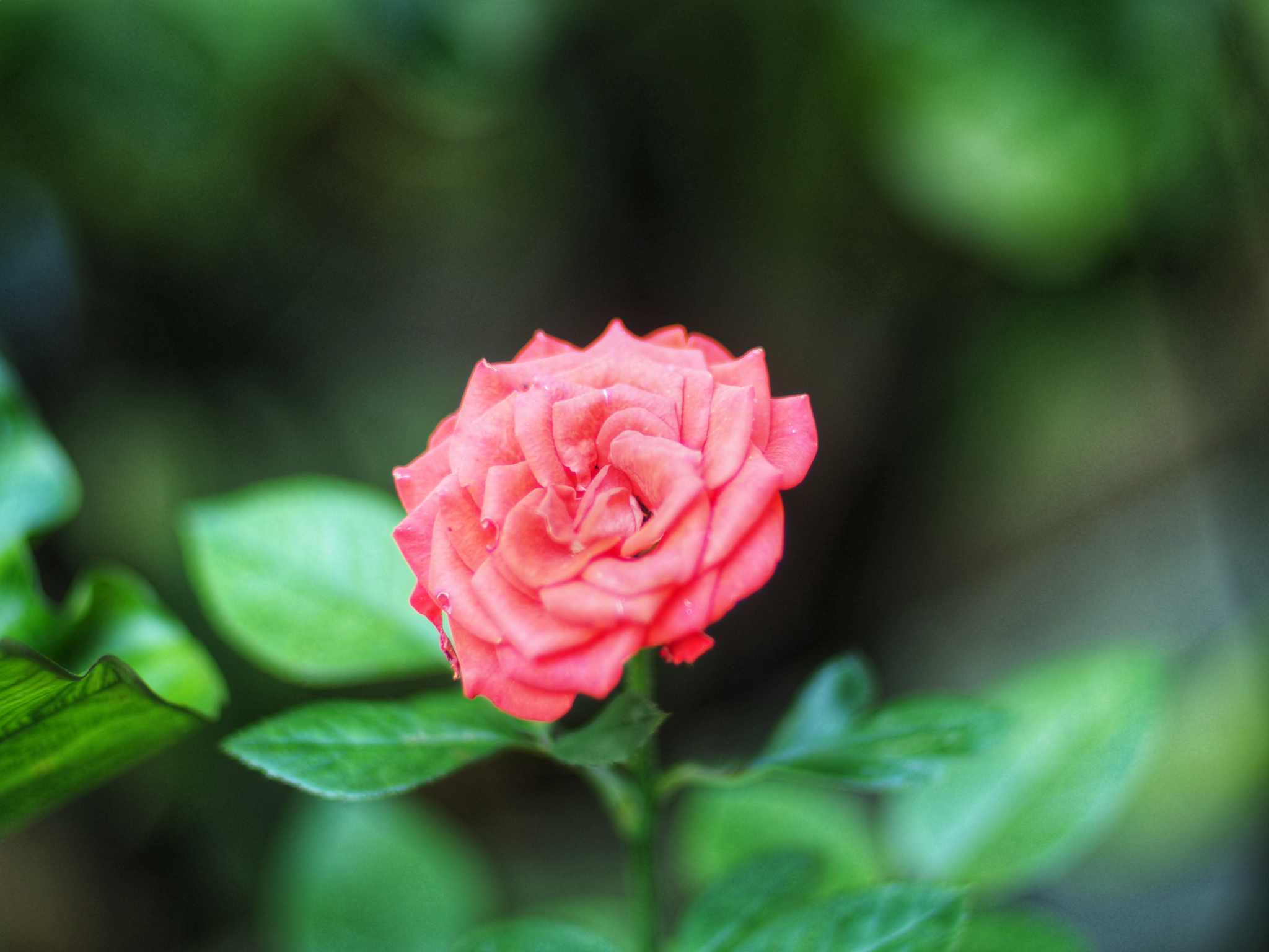 YASHICA ML 50MM.F1.4 CY MOUNT