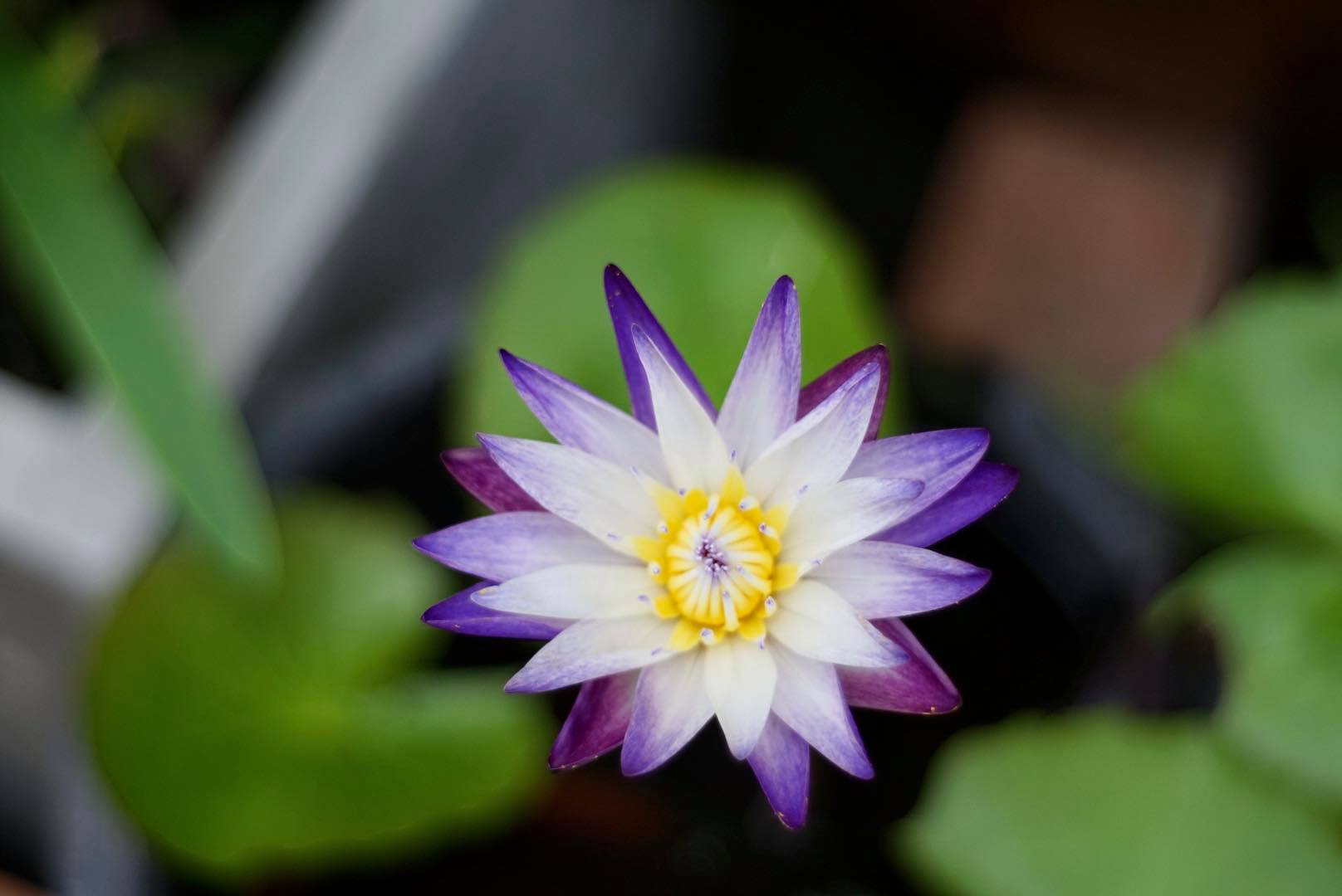 AUTO-TAKUMAR 55MM.F2 M42 MOUNT