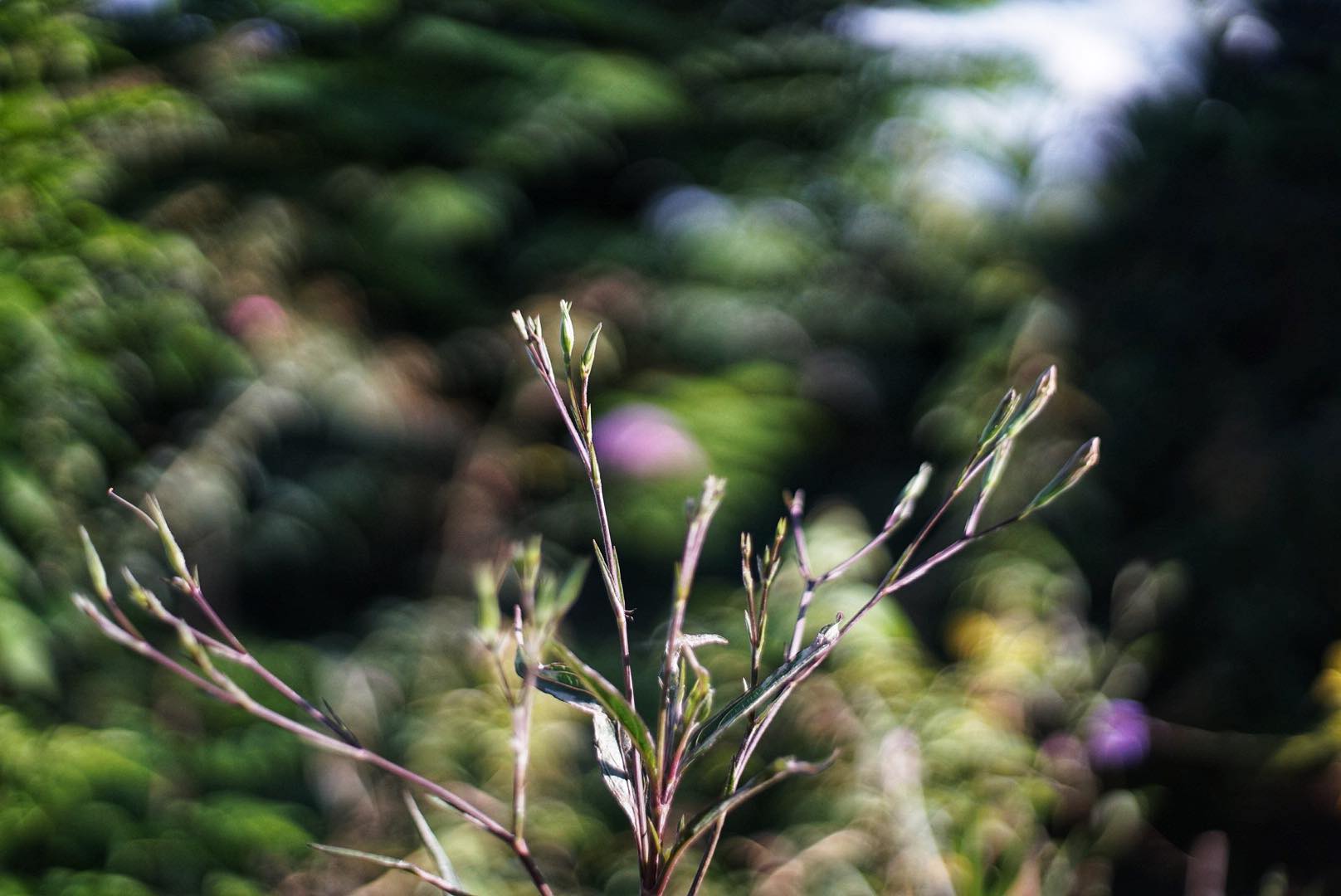 OLYMPUS OM-SYSTEM F.ZUIKO AUTO-S 50MM.F1.8 OM MOUNT