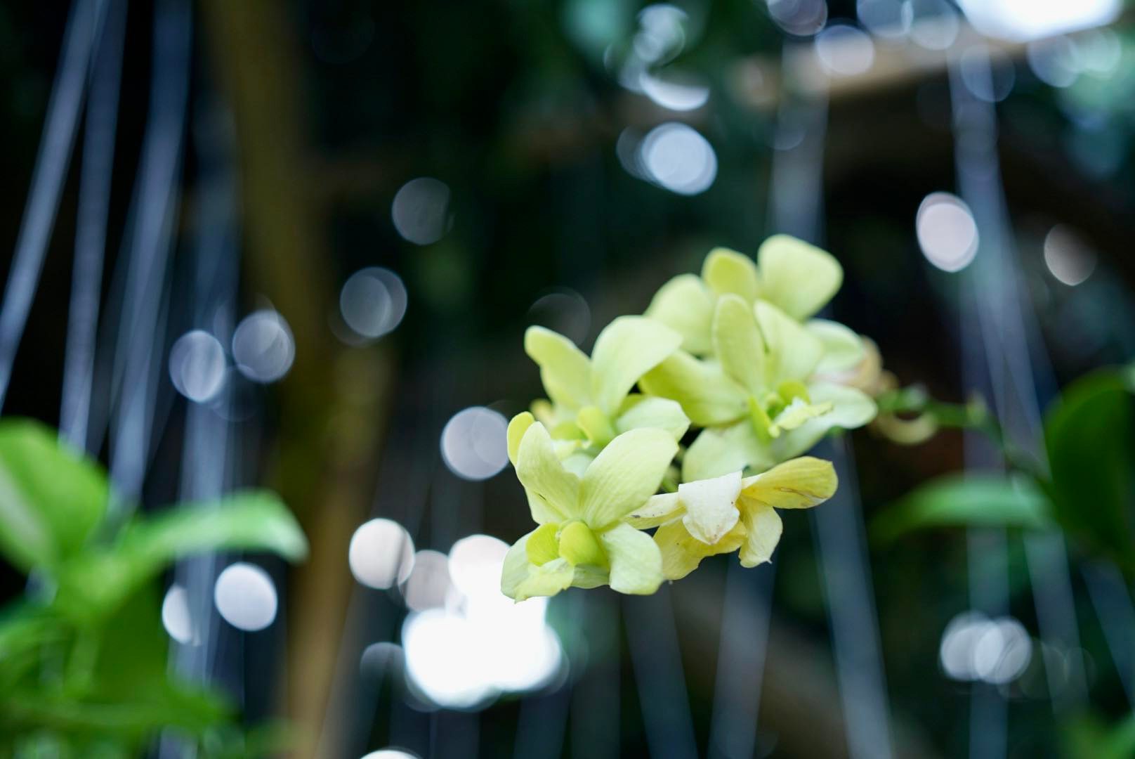 NIKON EL 50MM.F2.8 FOR SONY E MOUNT