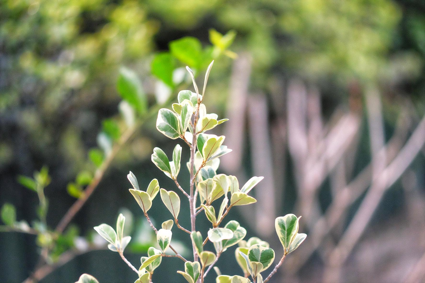 CANON SUPER-CANOMATIC LENS R 50MM.F1.8 FL MOUNT