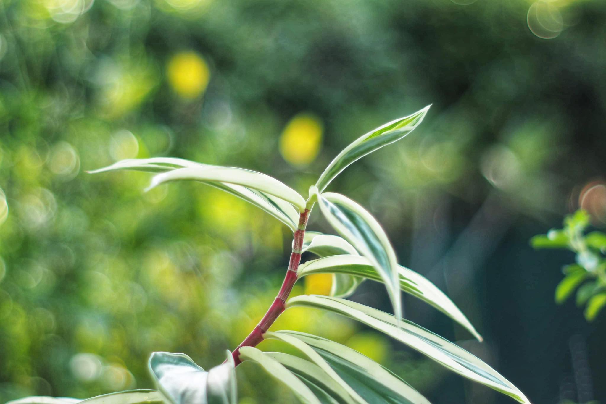 MINOLTA MC ROKKOR-PF 50MM F1.7 MD MOUNT