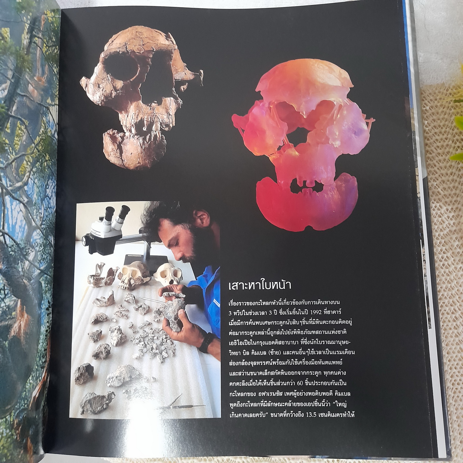 National Geographic ไขปริศนากำเนิดมนุษย์ (ปกแข็ง) / ฉบับภาษาไทย